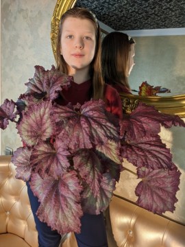 Бегония Mike’s Mauve